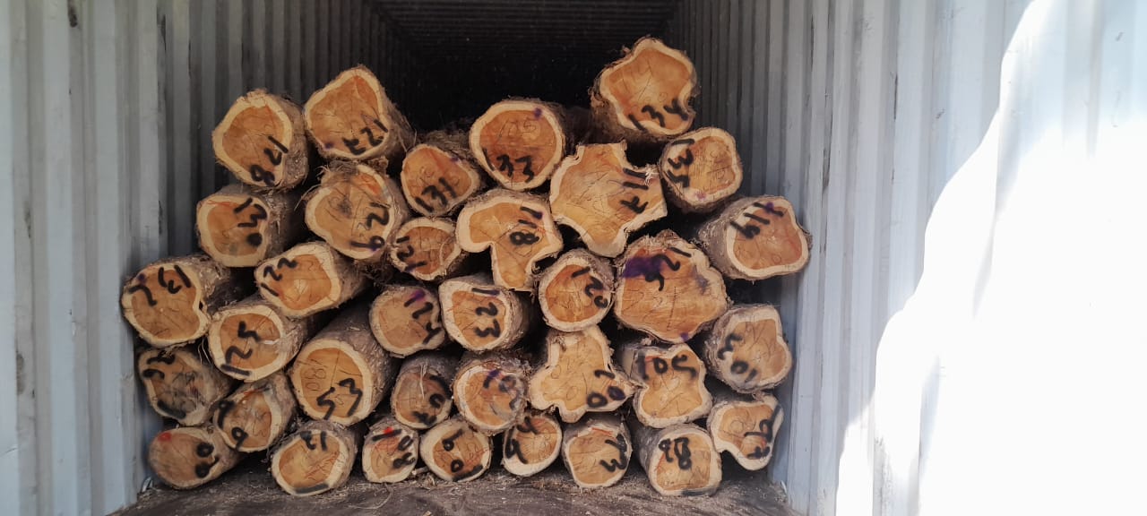 Panama Lumber Export