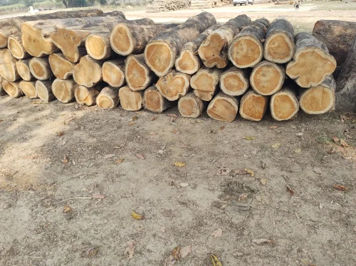 Panama Lumber Export