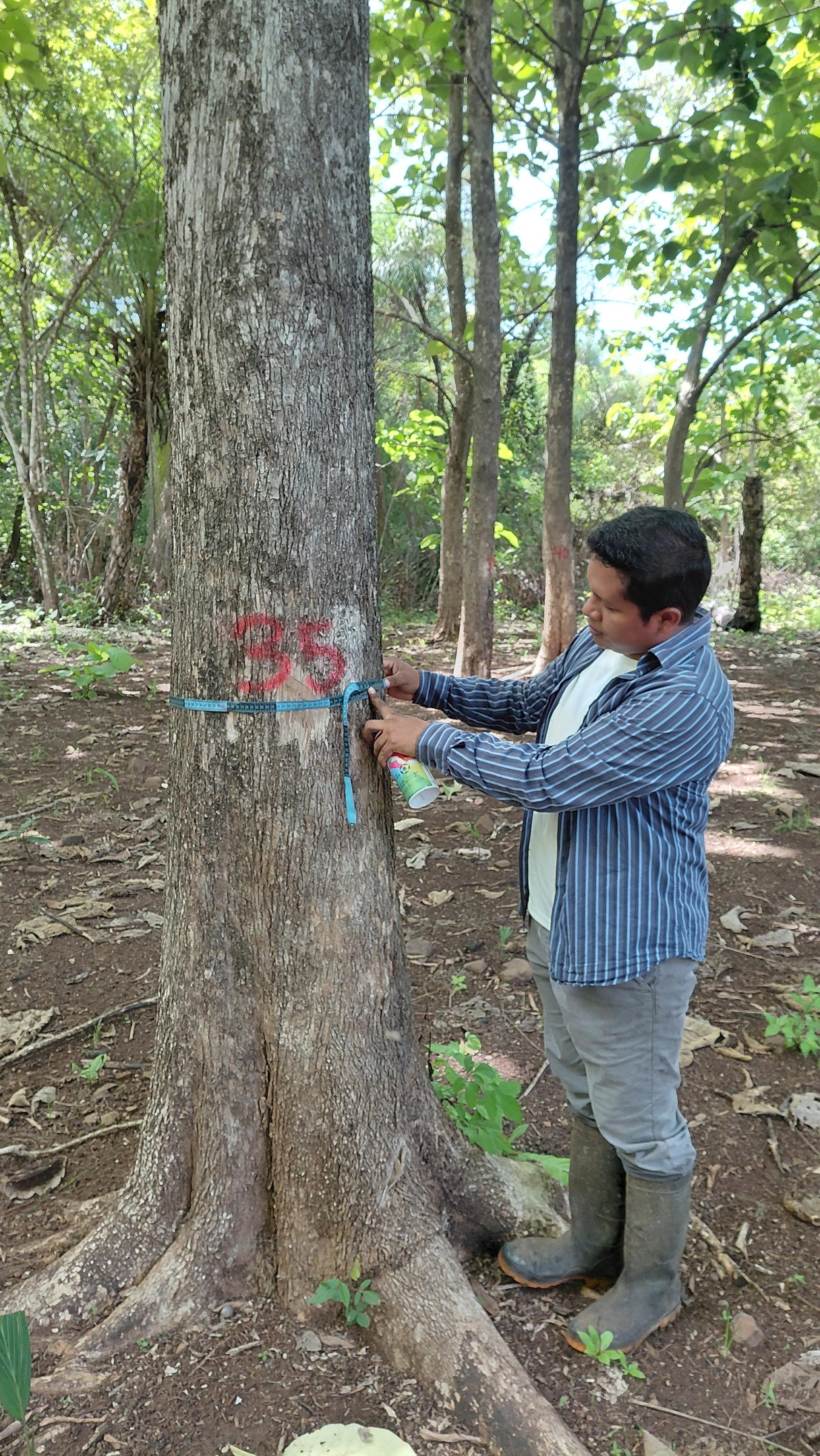 Teak logs wood Panama Lumber Export