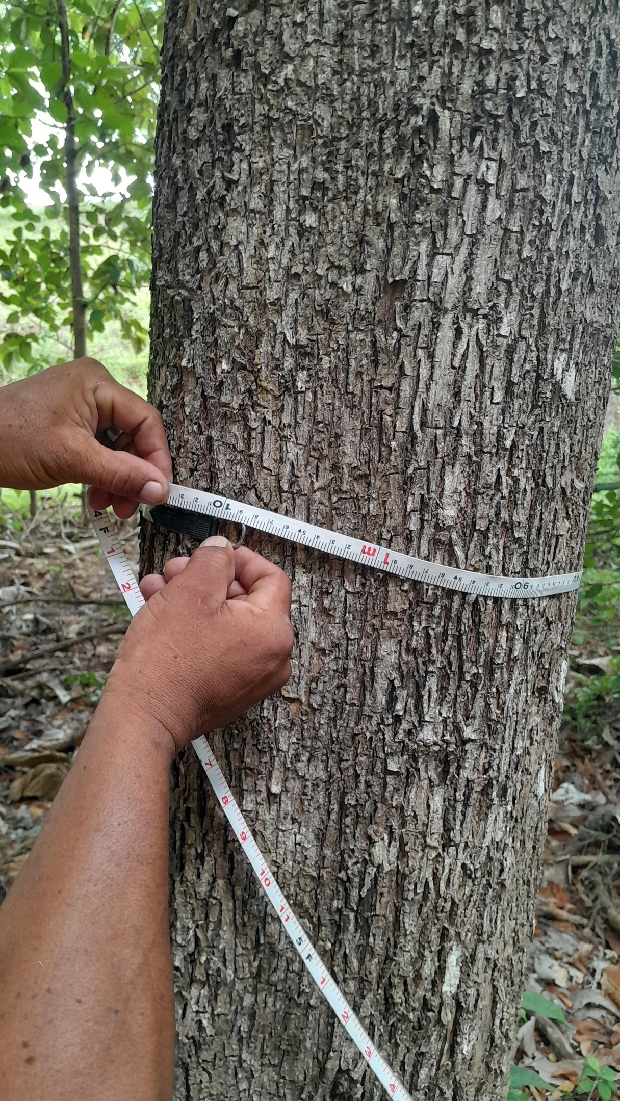 Panama Lumber Export