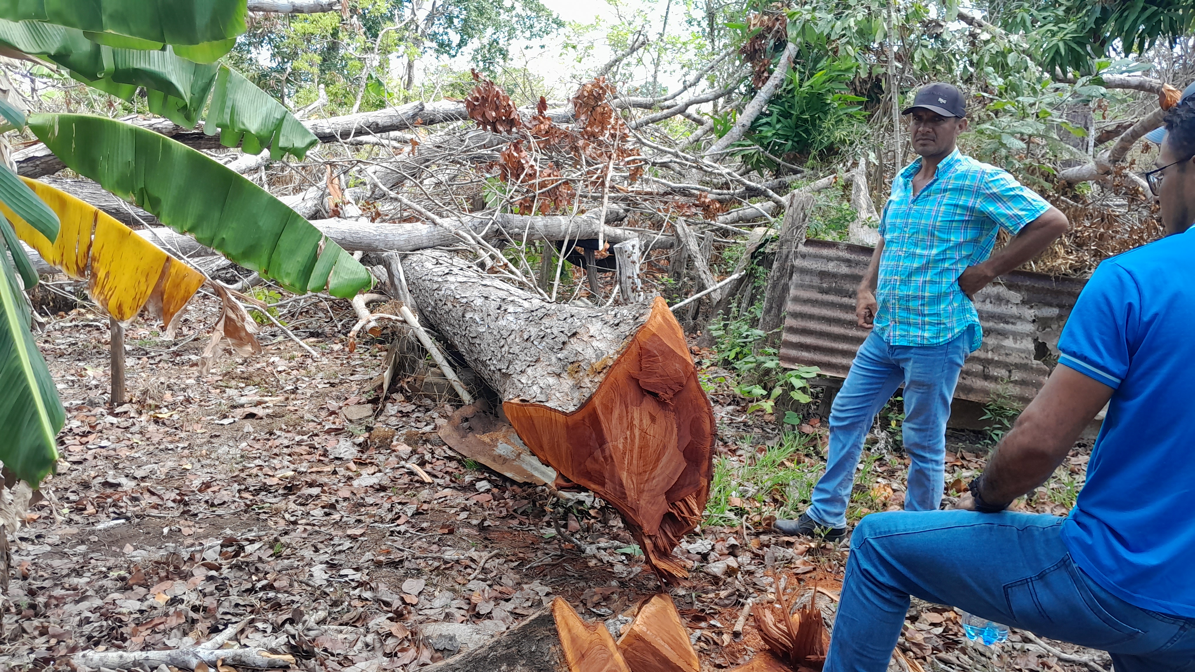 Panama Lumber Export