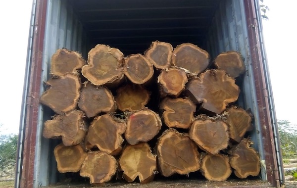 Panama Lumber Export
