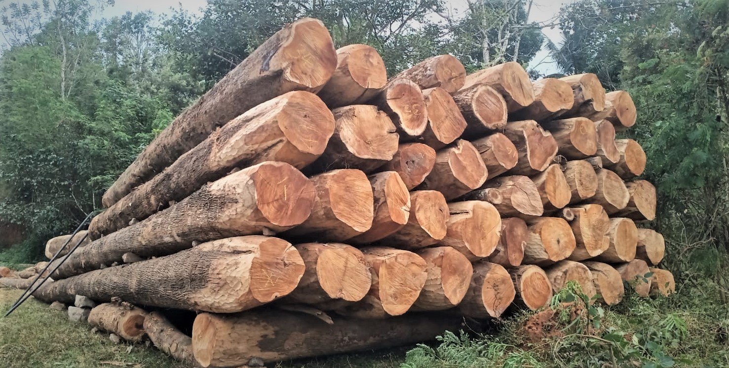 Panama Lumber Export